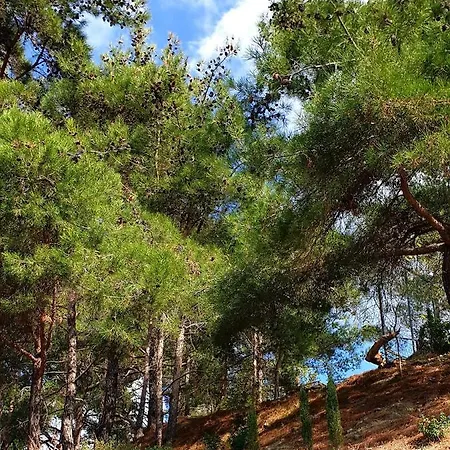 Pine Forest Mountain House Holiday home Limassol